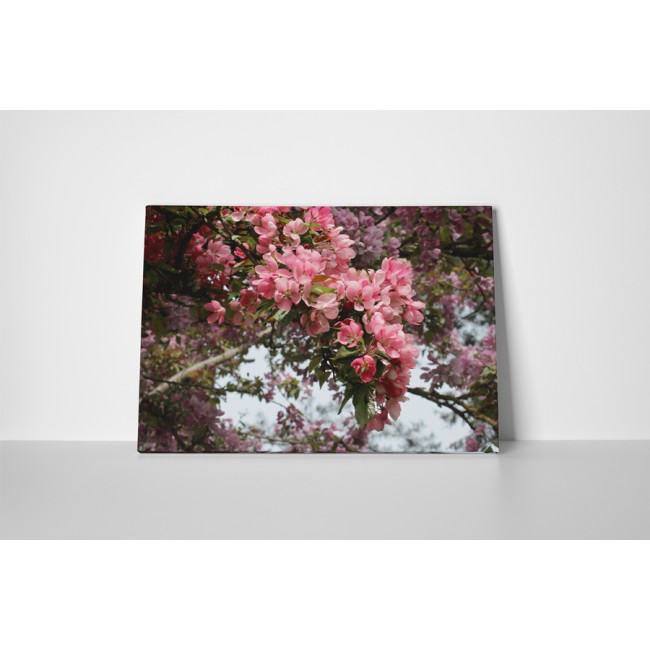 Virágzó természet