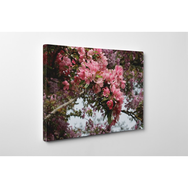 Virágzó természet