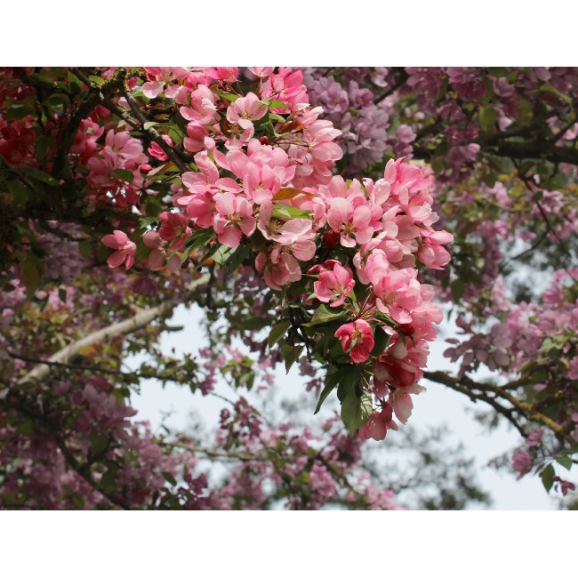 Virágzó természet