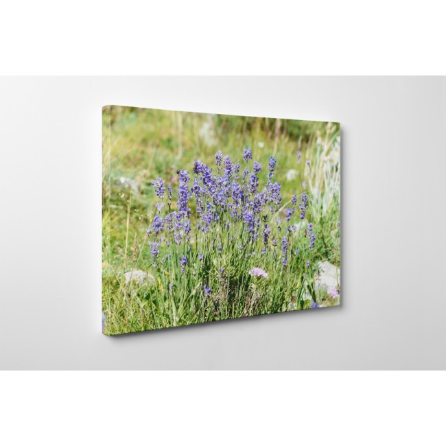 Lila virágok a mezőn