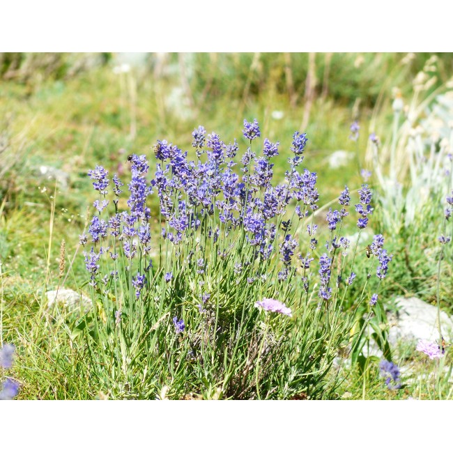 Lila virágok a mezőn