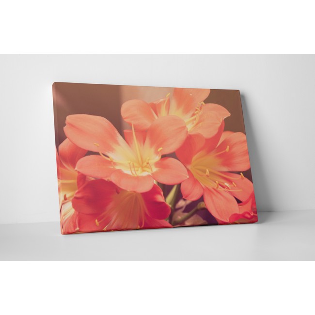 Csodálatos virágok