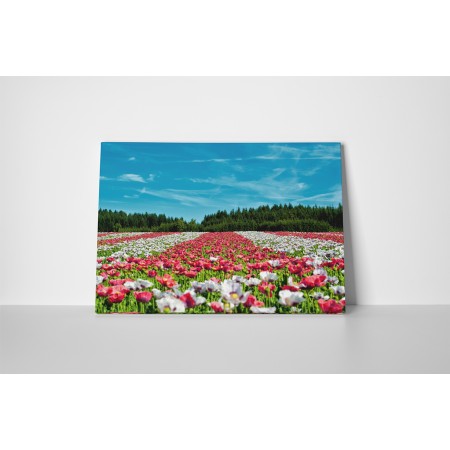 Színes virágok a réten