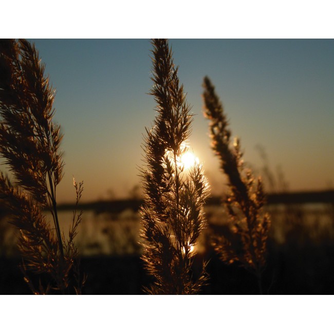 Naplemente a gabonamezőn