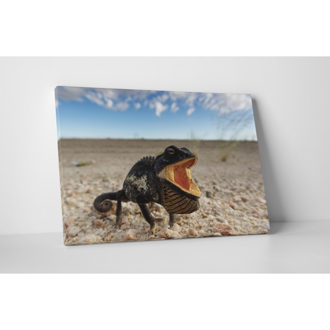 Különleges kaméleon