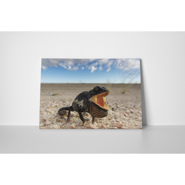 Különleges kaméleon