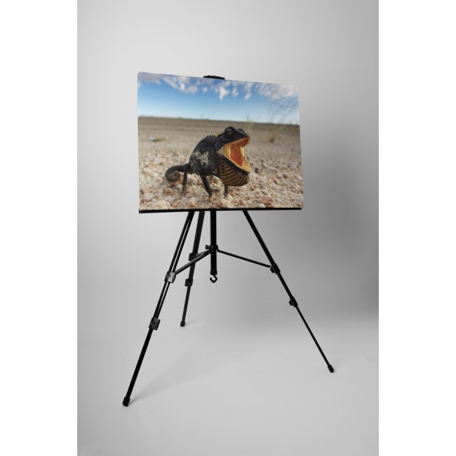 Különleges kaméleon