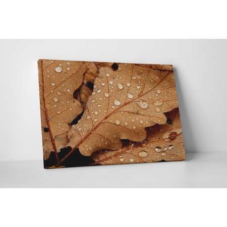 Harmatos őszi levelek