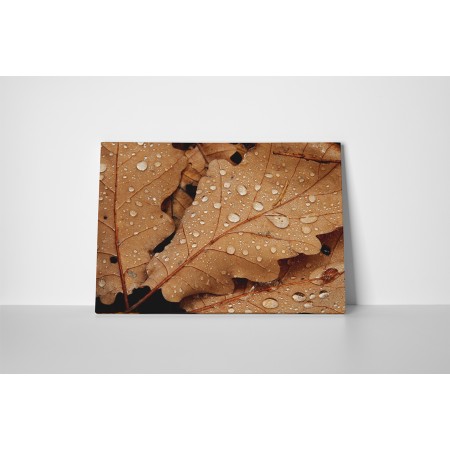 Harmatos őszi levelek