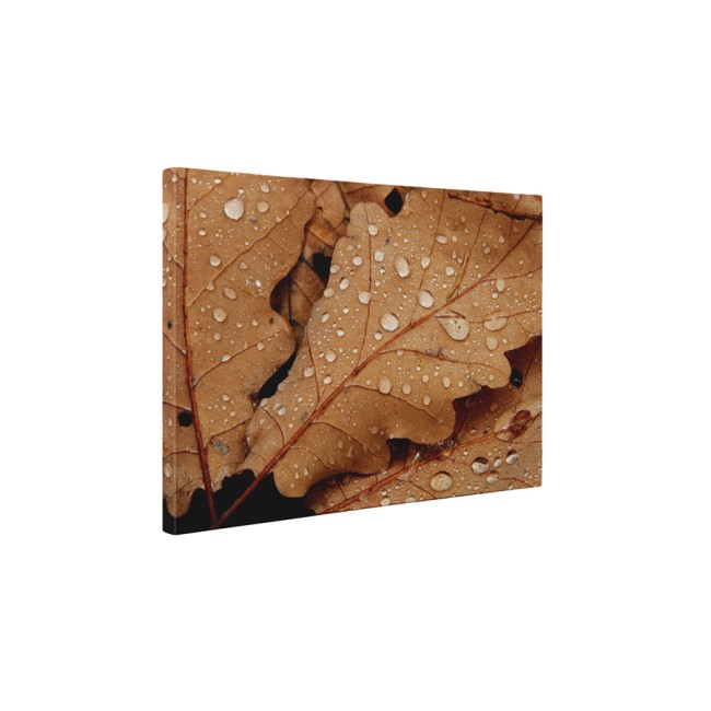 Harmatos őszi levelek