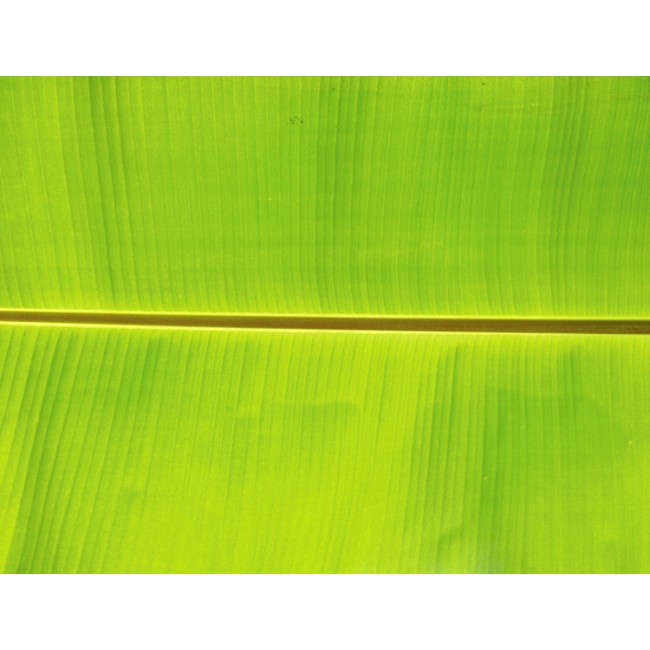 Természetes szimmetria