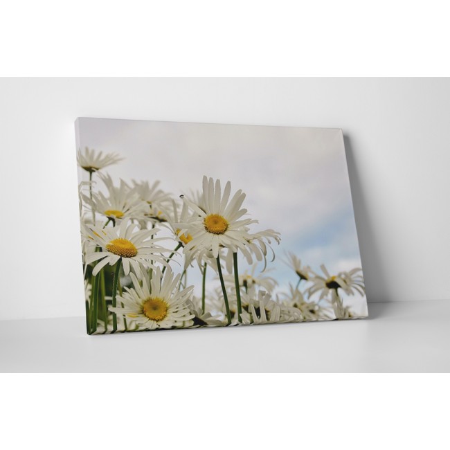 Az egyszerű virágok szépsége