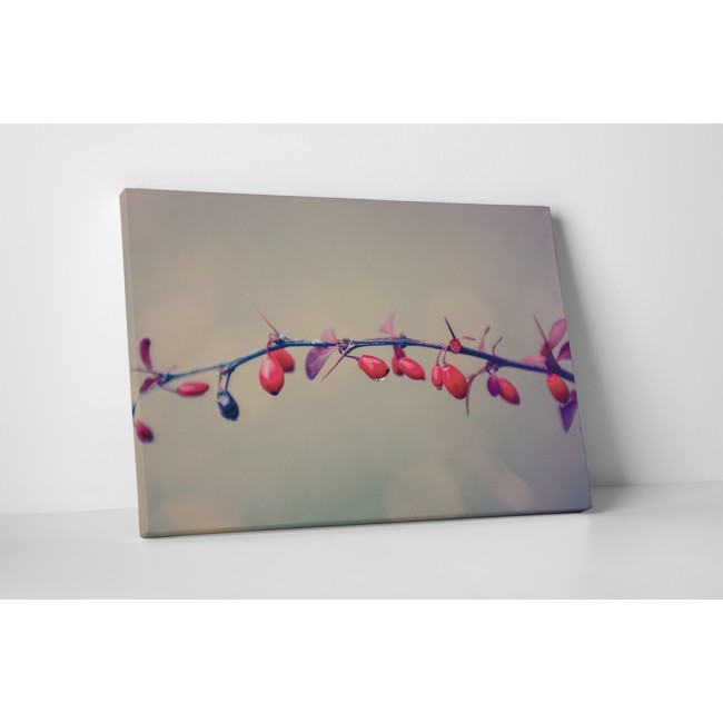 Érett csipkebogyók