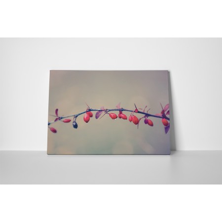 Érett csipkebogyók