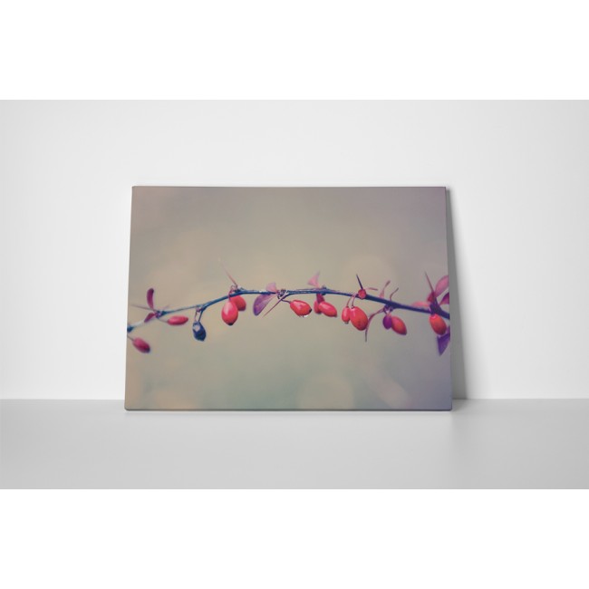 Érett csipkebogyók