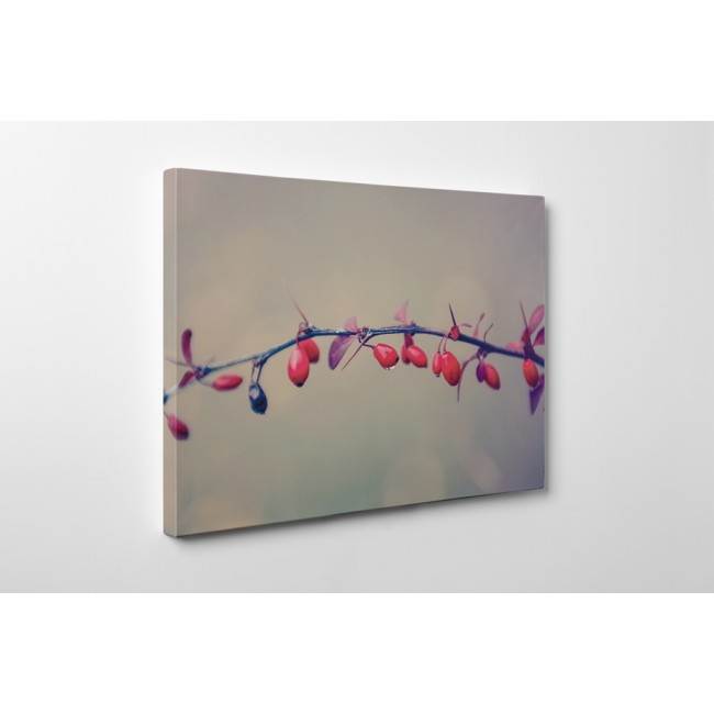 Érett csipkebogyók