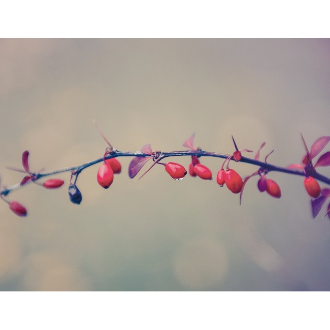 Érett csipkebogyók