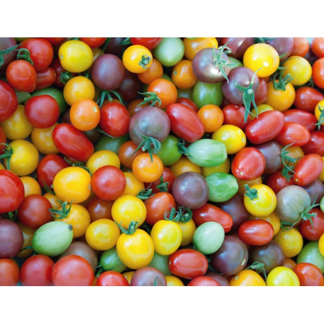 Sokszínű paradicsomok