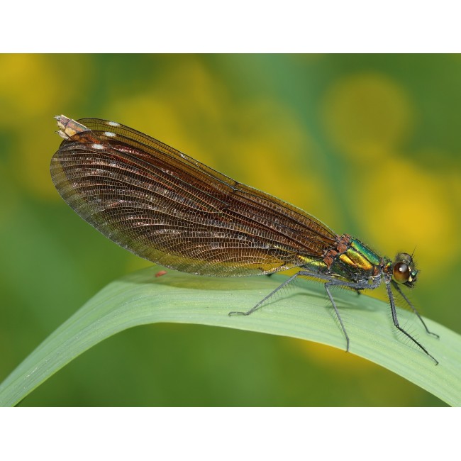 Anisoptera