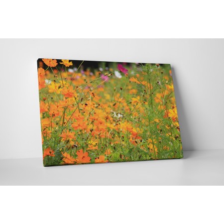 Narancs színű virágok