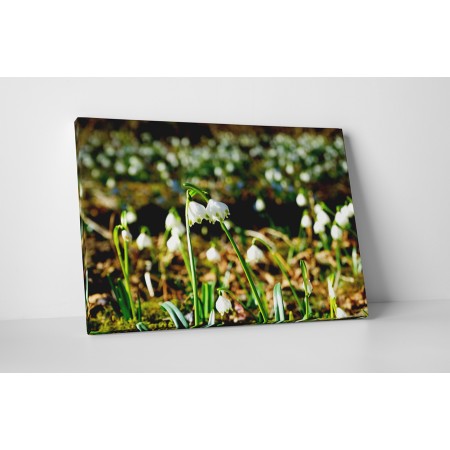 Hóvirágok a mezőn