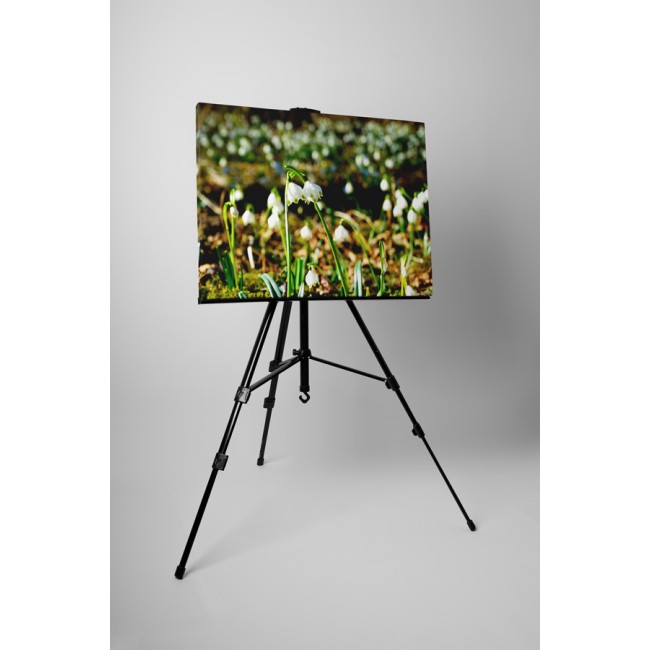 Hóvirágok a mezőn