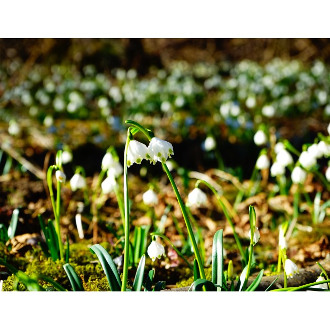 Hóvirágok a mezőn