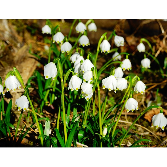 Egy csokor hóvirág