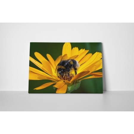 Gerbera és méhecske