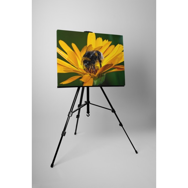 Gerbera és méhecske