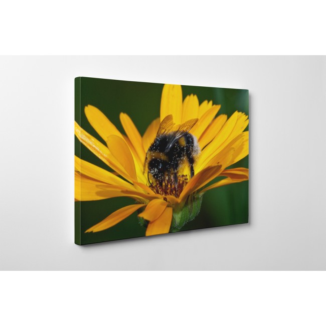 Gerbera és méhecske