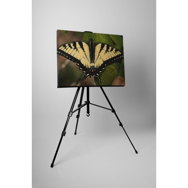 Csodás sárga pillangó