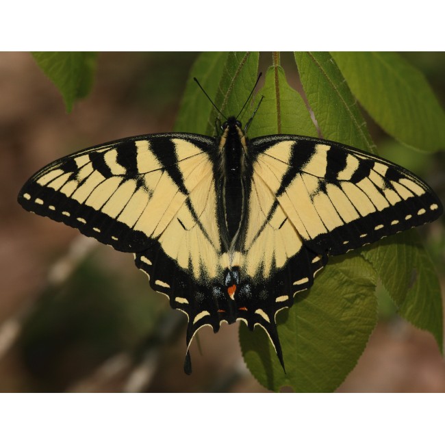 Csodás sárga pillangó