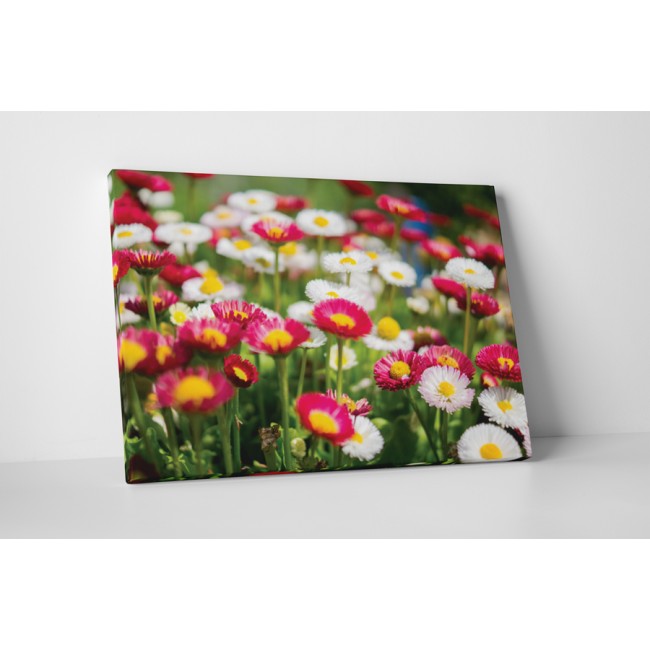 Apró színes margaréták