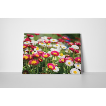 Apró színes margaréták