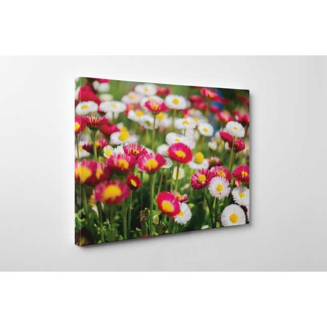 Apró színes margaréták