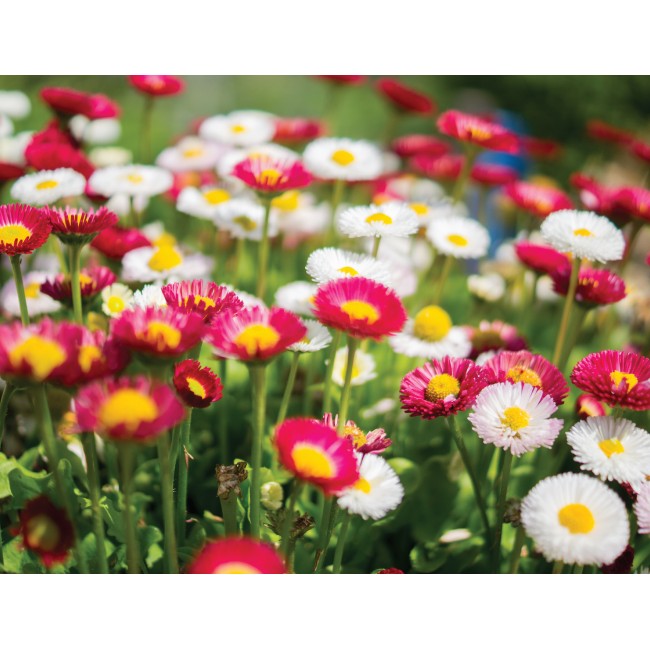 Apró színes margaréták