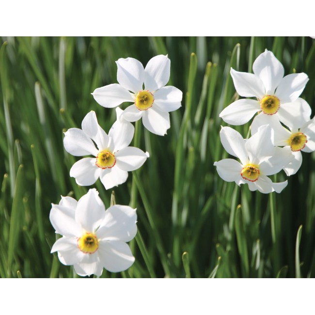 Fehér nárcisz