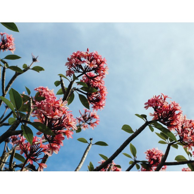 Rózsaszín apró virágok