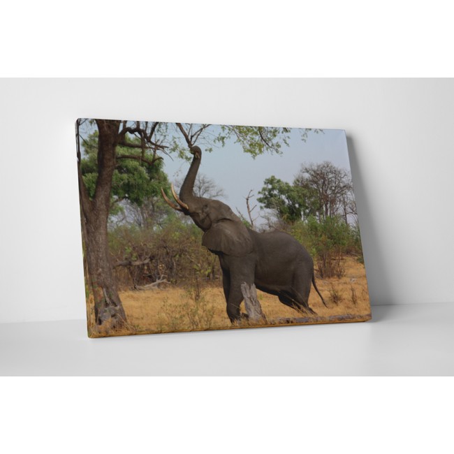 Nyújtózó elefánt