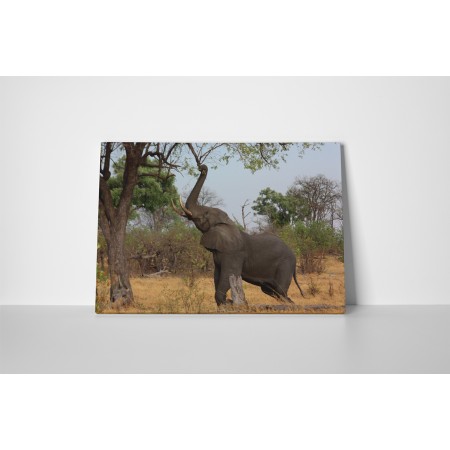 Nyújtózó elefánt