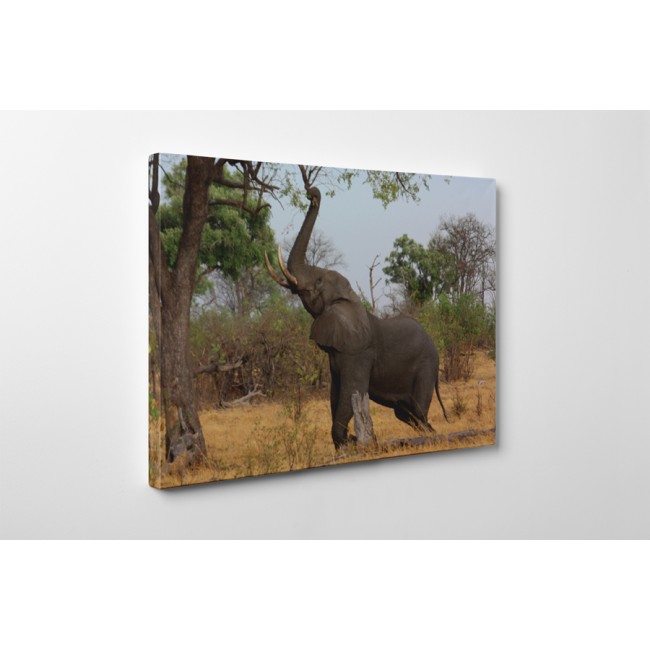 Nyújtózó elefánt