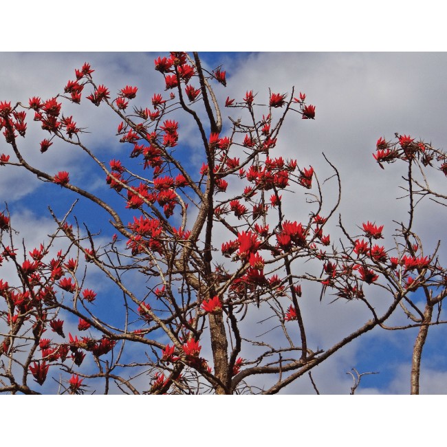 Virágzó fa a magasban