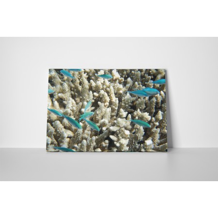 Kék halak és korallok