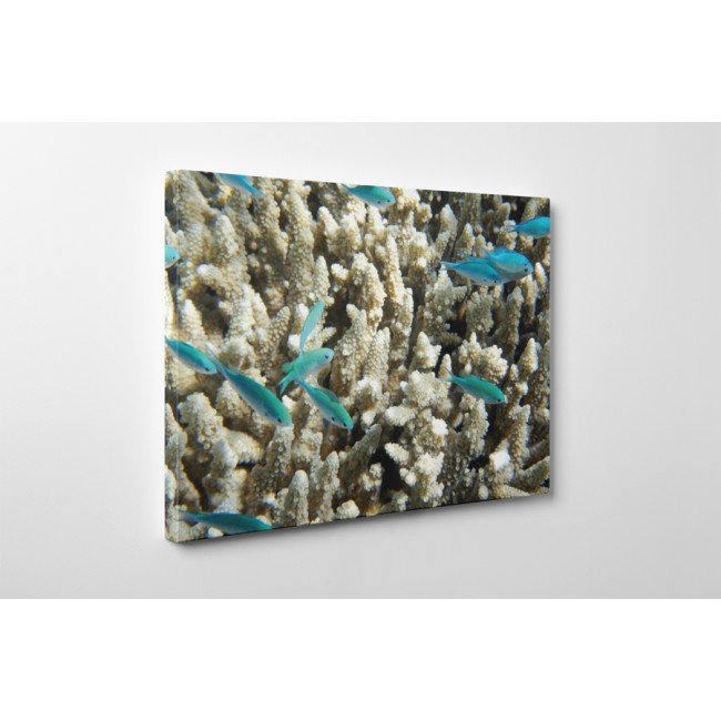 Kék halak és korallok