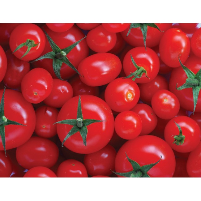 Koktél paradicsomok