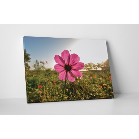 Rózsaszín mezei virág