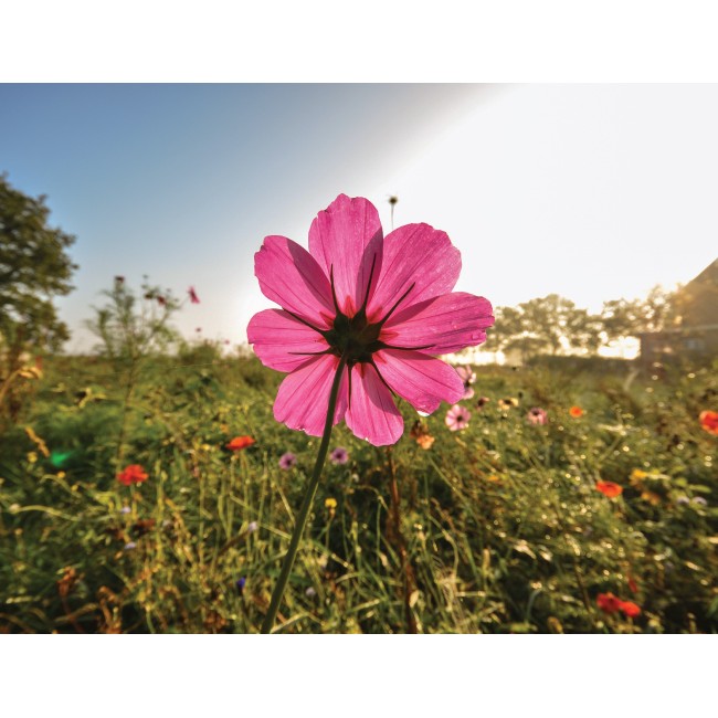 Rózsaszín mezei virág