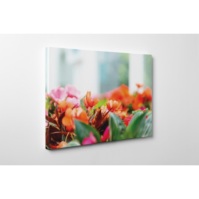 Narancssárga krókusz