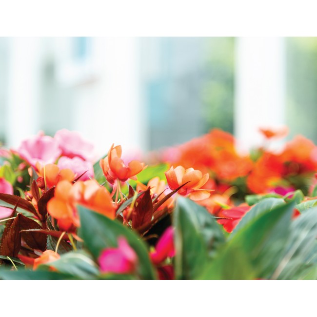 Narancssárga krókusz